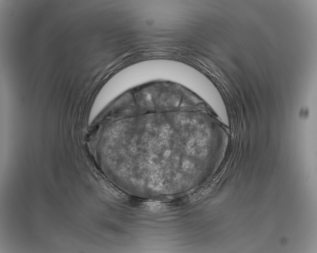 X0000096440425200802211215