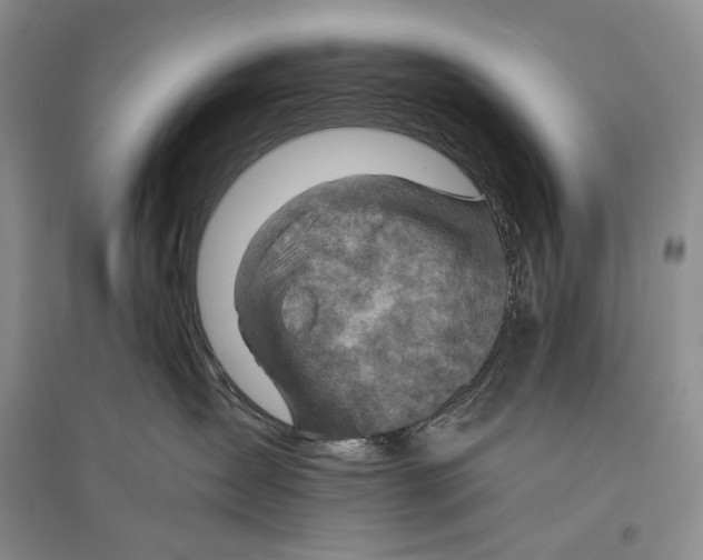 X0000096440431200802211215