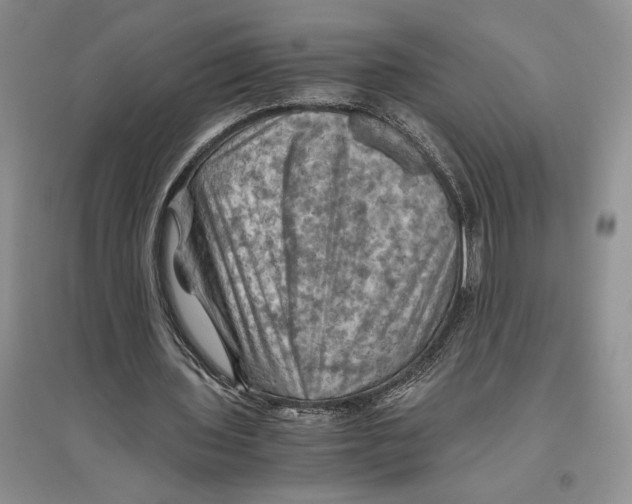 X0000096440435200802211214