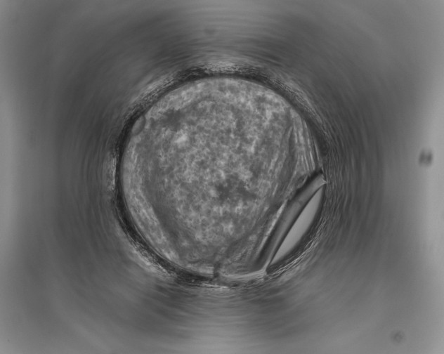 X0000096440454200802211215