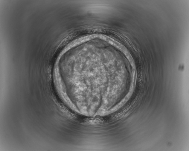 X0000096440466200802211215