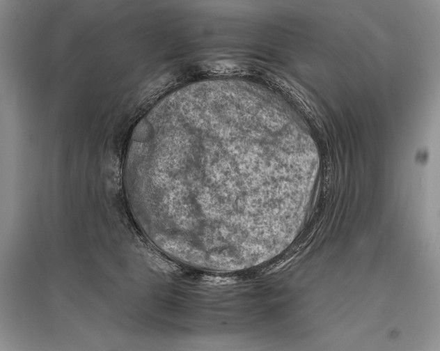 X0000096440469200802211215