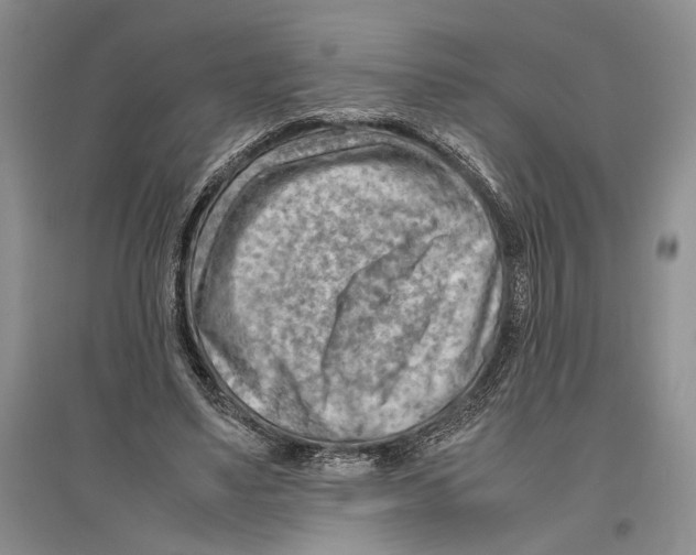 X0000096440491200802211214