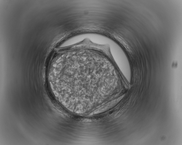 X0000096440494200802211214