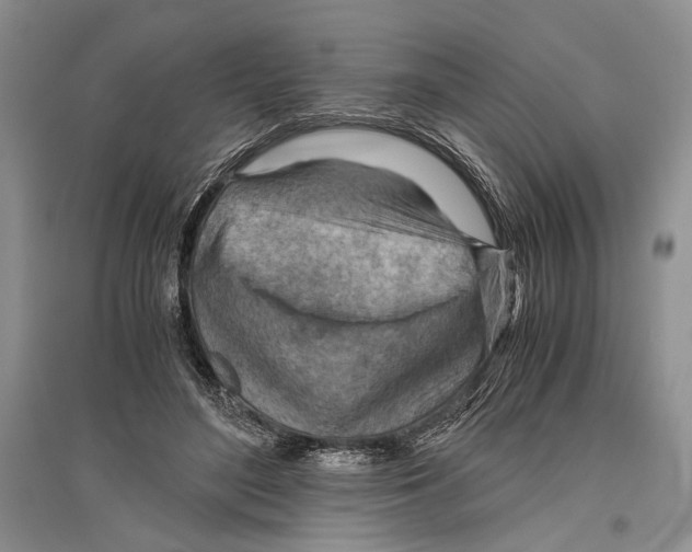 X0000096440500200802211214