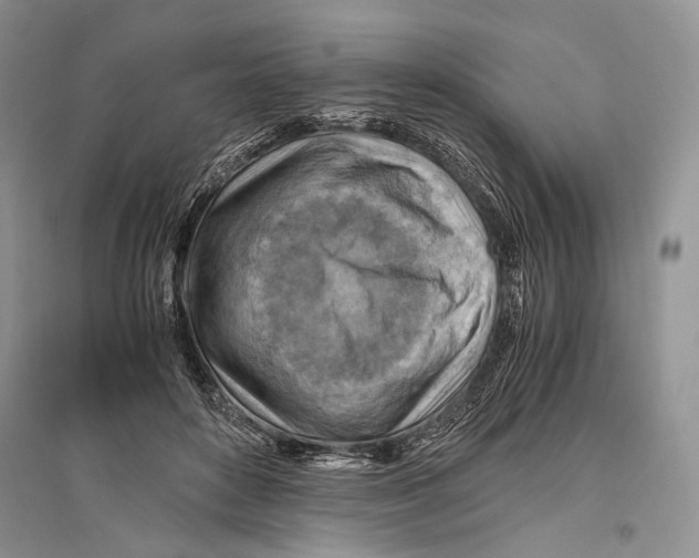 X0000096440504200802211214