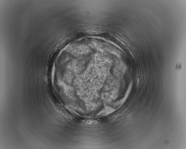 X0000096440512200802211214