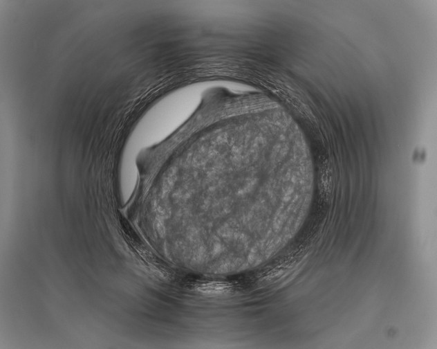 X0000096440551200802211213