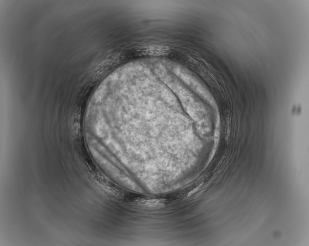 X0000096440553200802211213