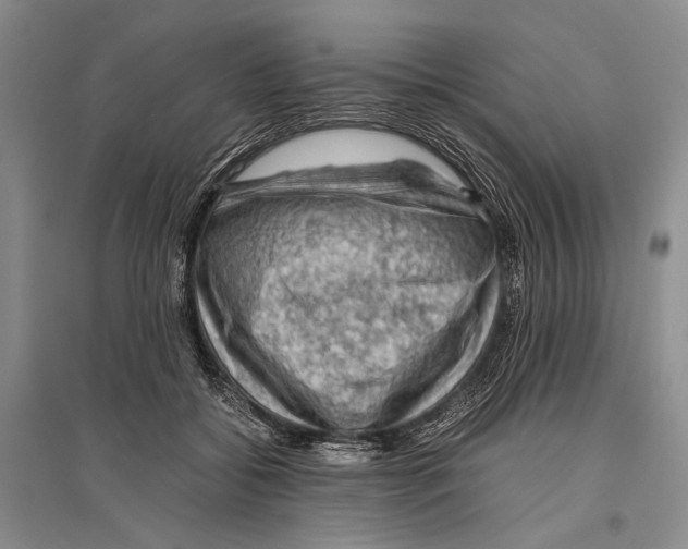 X0000096440556200802211213