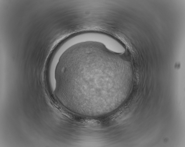 X0000096440583200802211212