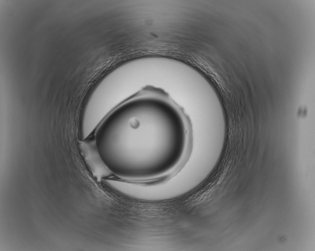 X0000096440593200802211212