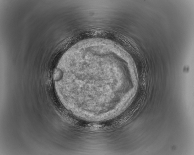 X0000096440607200802211212