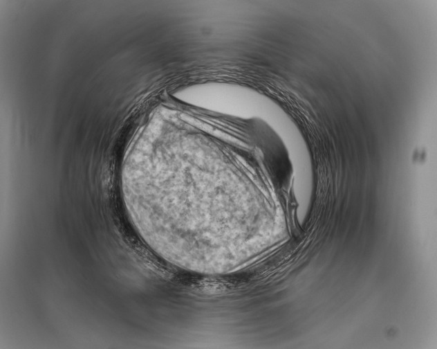 X0000096440608200802211212