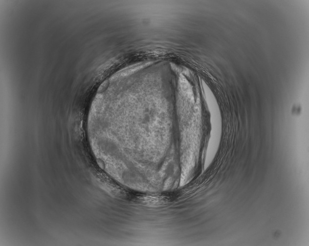 X0000096440615200802211212