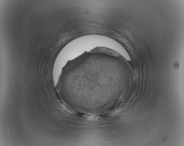 X0000096440621200802211212