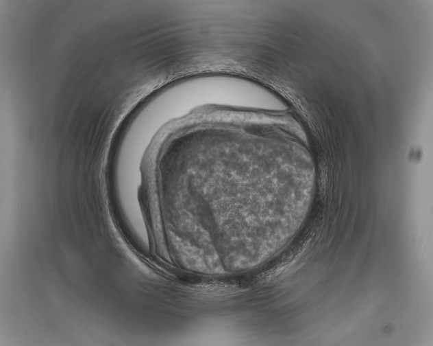 X0000096440630200802211211