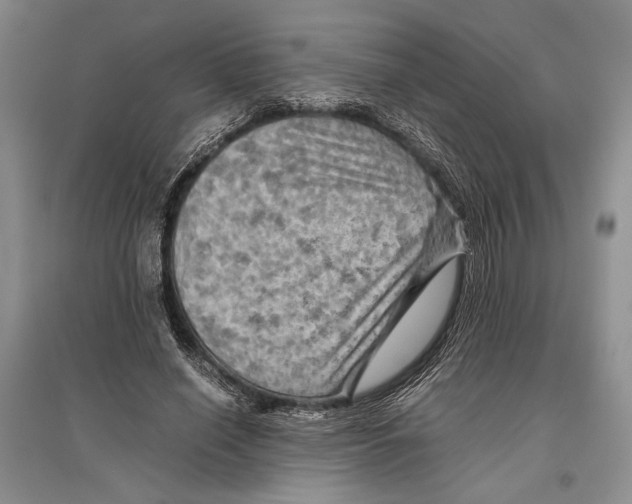 X0000096440638200802211211