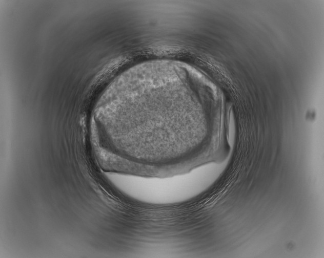 X0000096440644200802211211