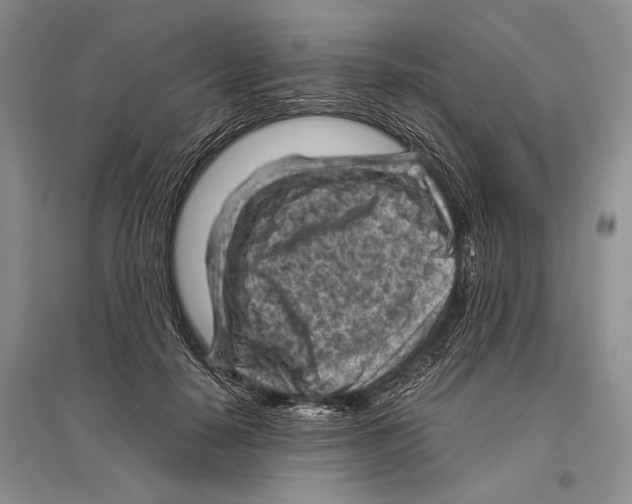 X0000096440650200802211211