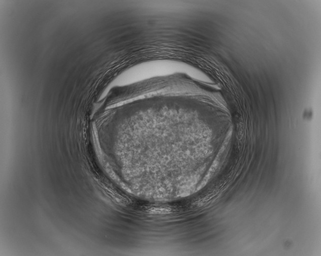 X0000096440653200802211211