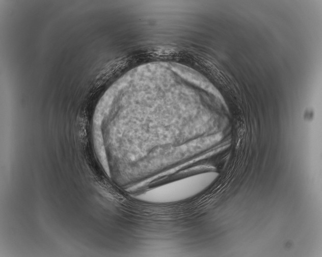 X0000096440654200802211211