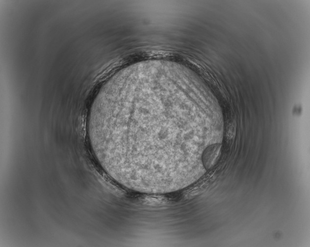 X0000096440666200802211212