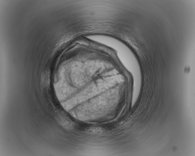 X0000096440685200802211211