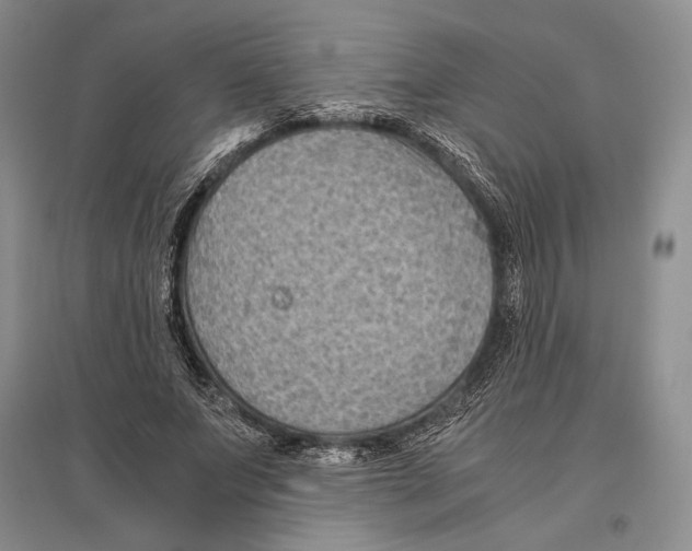 X0000096440687200802211211