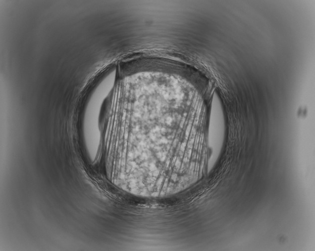 X0000096440688200802211211