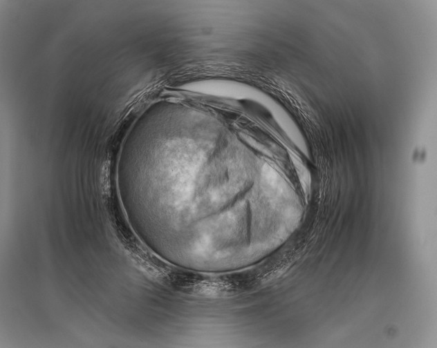 X0000096440696200802211211