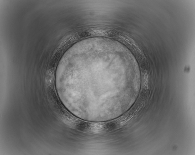 X0000096440701200802211210