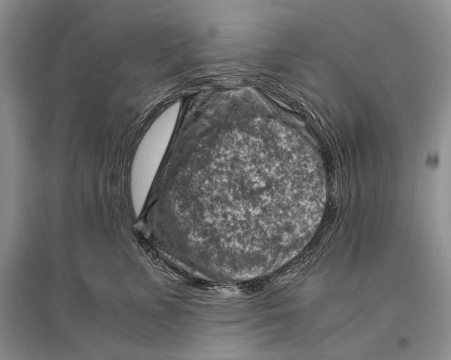 X0000096440715200802211210