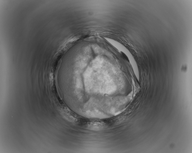 X0000096440716200802211210