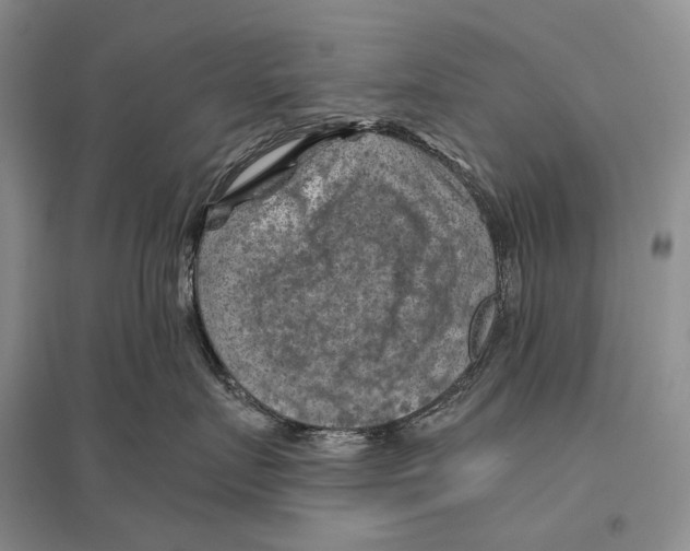 X0000096440719200802211210