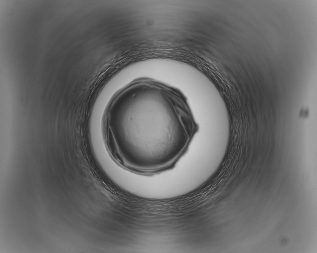 X0000096440750200802211210