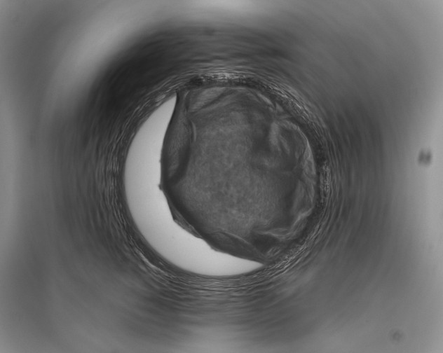 X0000096440760200802211210