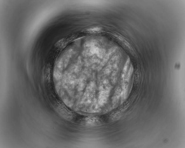 X0000096440762200802211210