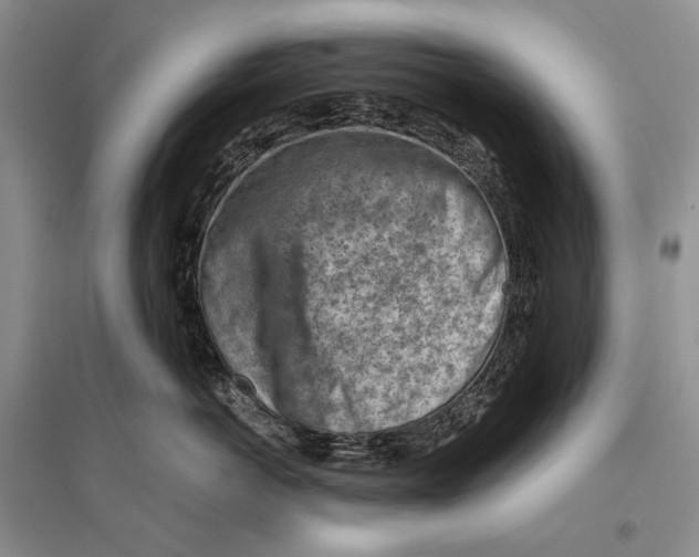 X0000096440766200802211210