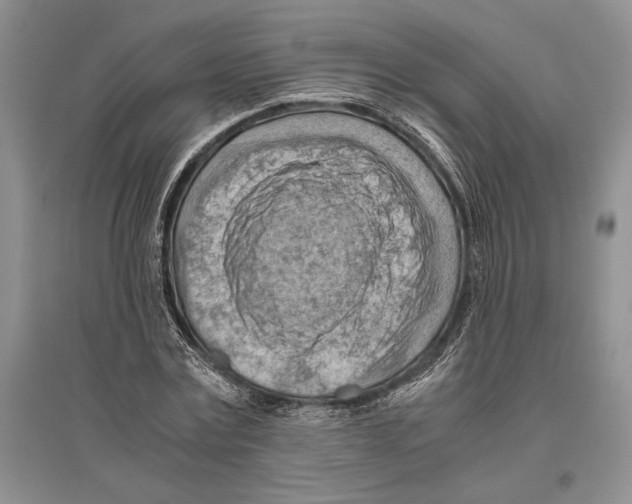 X0000096440779200802211209