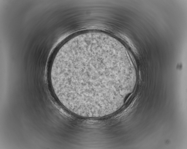 X0000096440780200802211209