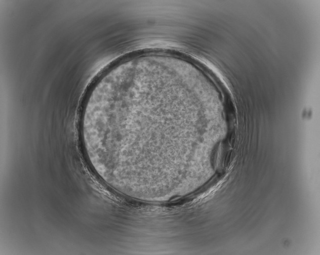 X0000096440783200802211209