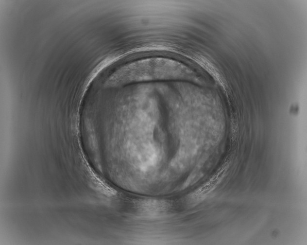 X0000096440797200802211209