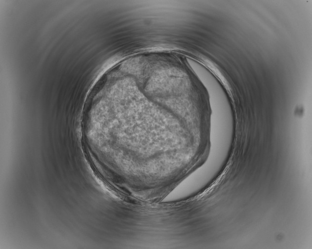 X0000096440810200802211209