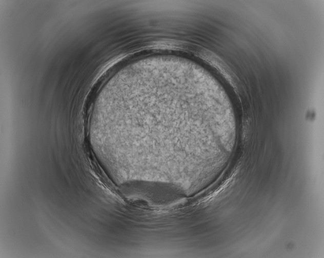 X0000096440829200802211208