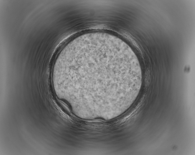 X0000096440831200802211208