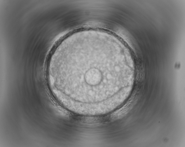 X0000096440832200802211208