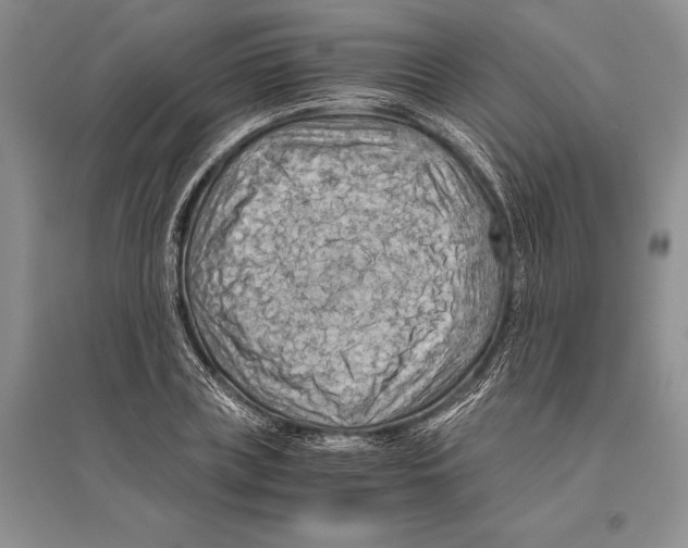 X0000096440835200802211208