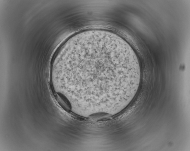 X0000096440844200802211208