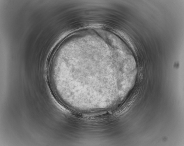 X0000096440851200802211208